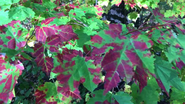 Red and Green Leaves in the City Park Autumn and Foliage in Slow Motion