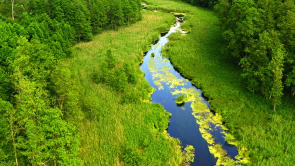 Old green forest and small river in Tuchola natural park, Poland from above