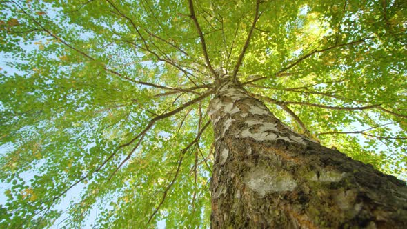 Branches of Birch Tree with Green Leaves and High Trunk