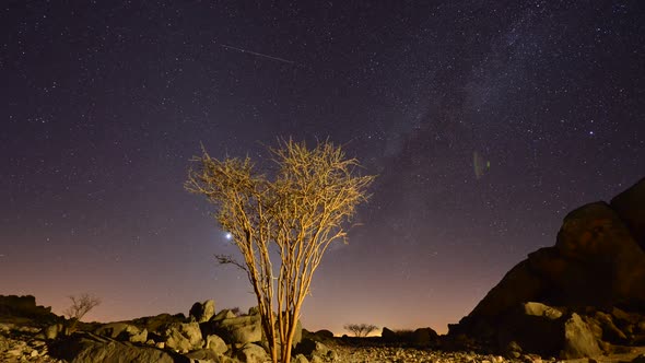 Night Sky Stars In Dry Tree