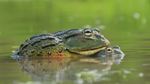 African Bullfrogs In Amplexus During Rainy Season In Central Kalahari Game Reserve, Botswana.