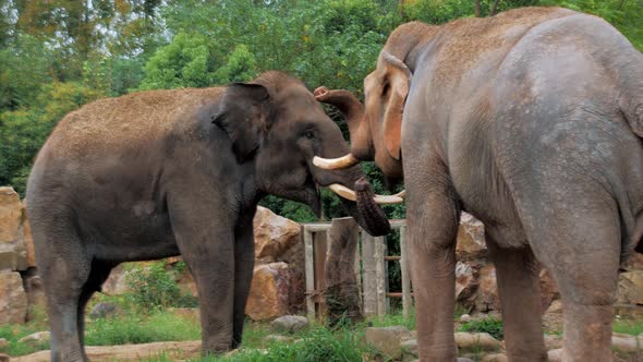 A Beautiful Elephants in the Zoo