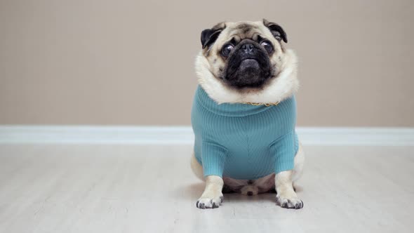 Funny Pug Dog Wearing in Fashion Costume with Golden Chain Looking at Camera