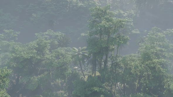 Fog Covered Jungle Rainforest Landscape