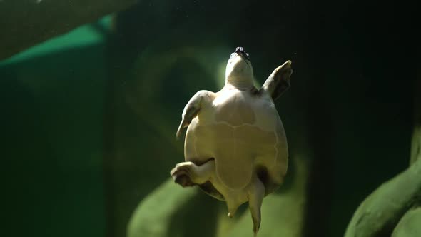 Swimming Turtle in Big Aquarium