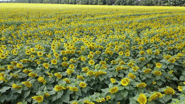 Field with Sunflowers in Summer Aerial View