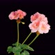 Time Lapse of Opening Pink Geranium Pelargonium Flower - VideoHive Item for Sale