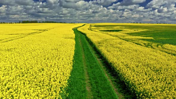 Amazing yellow rape fields. Agriculture in Poland.