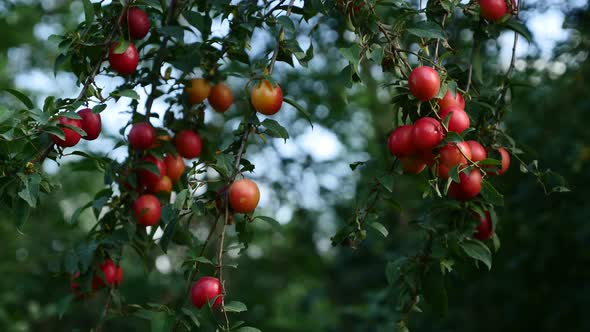 Wild fresh  Prunus salicina common plum on tree branch natural 4K 2160p 30fps UltraHD footage - Prun