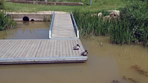 Mallard ducks babies bathing in the river and enjoying a sunny day