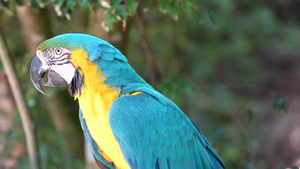 Blue and Yellow Macaw - SLOW MOTION