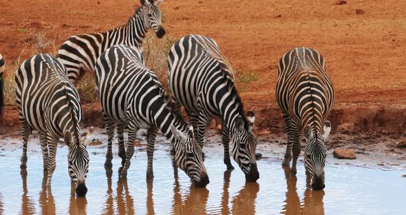 Burchell's Zebra, equus burchelli, Herd Drinking at the Water Hole, Tsavo Park in Kenya