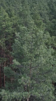 Vertical Video of Pine Forest Aerial View Slow Motion