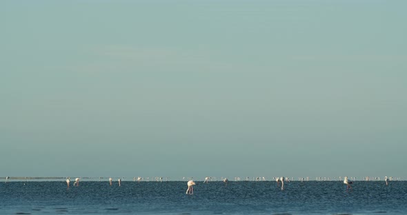 Landscape view on the amazing massive flock of wild flamingos, Walvis Bay, 4k