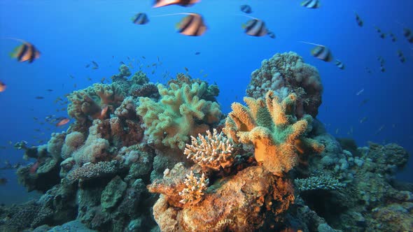 Tropical Underwater Sea Fishes