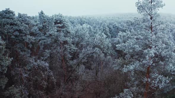 Forest in winter. Breathtaking view of snowy landscape.