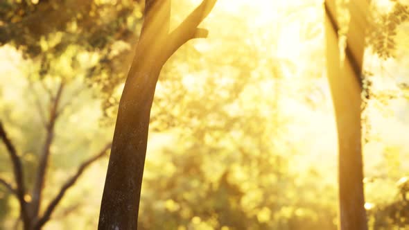 Sunbeams Pour Through Trees in Misty Forest