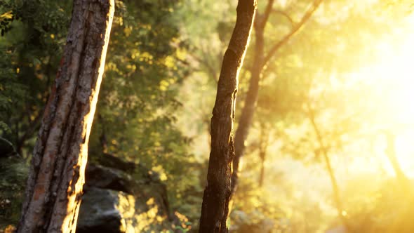 Rays of Bursting Sunlight in a Misty Forest