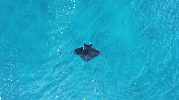 High drone view of a large Manta Ray as it surface feeds in tropical waters