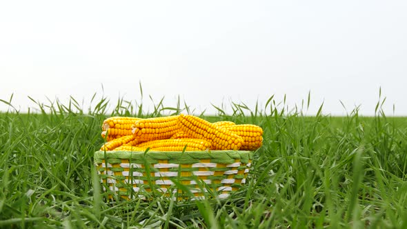 Concept of Production and Sale of Agricultural Crops. Ripe Ears of Corn in a Basket