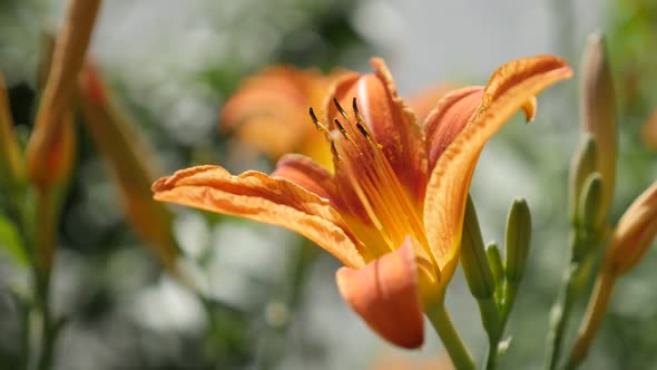 Close-up of Hemerocallis fulva flower slow-mo 1920X1080 HD footage - Shallow DOF  orange day-lily pl