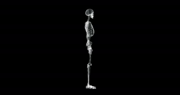 Skeleton Human Hologram