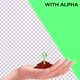Hand Holding Young Plant  - VideoHive Item for Sale