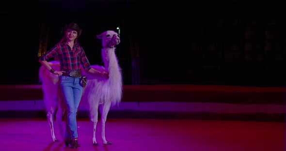 Trainer is Posing with a Llama on the Leash on Stage Under Colorful Lights