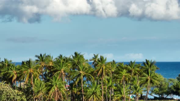 Palm Trees in Hawaii