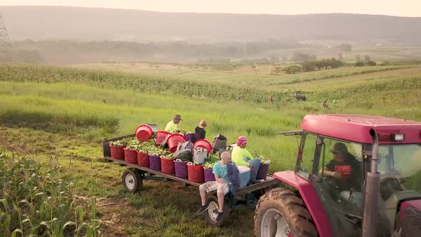 Aerial of tractor going through field pulling filled corn wagon with workers on the back.