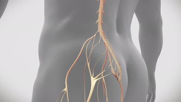 Pain in the lower back reaches the feet with the nervous system