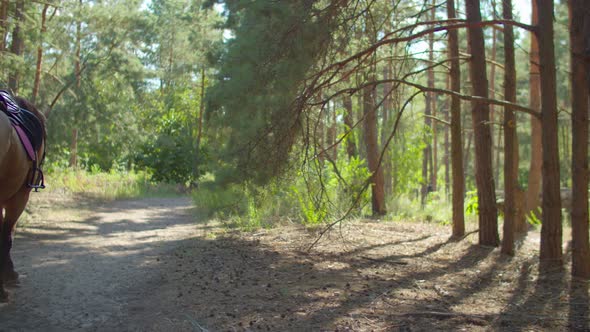 Rear View of Woman Rider and Horse Walking in Wood