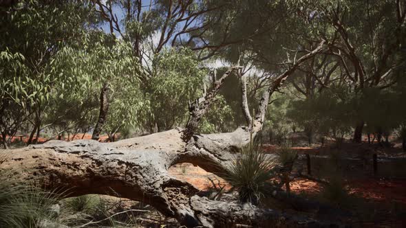 Red Sand Bush with Trees