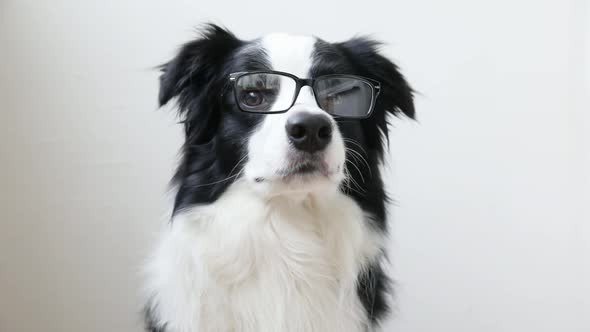 Funny Studio Portrait of Smiling Puppy Dog Border Collie in Eyeglasses Isolated on White Background