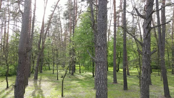 Wild Forest Landscape on a Summer Day