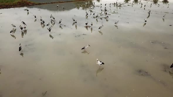 Asian openbill birds fly