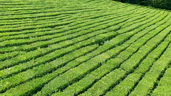 Tea Bushes Grow on the Mountainside. Organic Product. Cultivation and Harvest of Tea