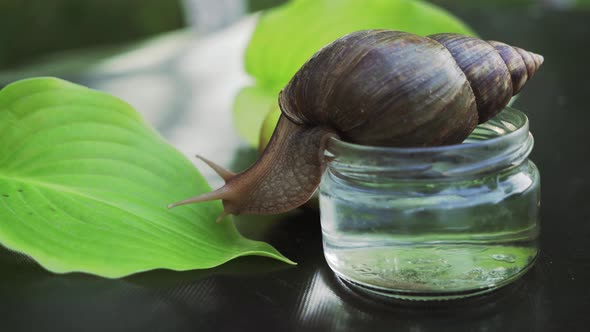 African Land Snail