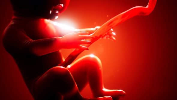 Medical 3d Animation of a Human Fetus