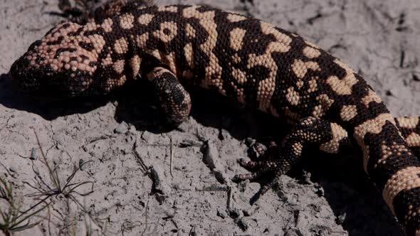 Gila monster crawling on dirt close up