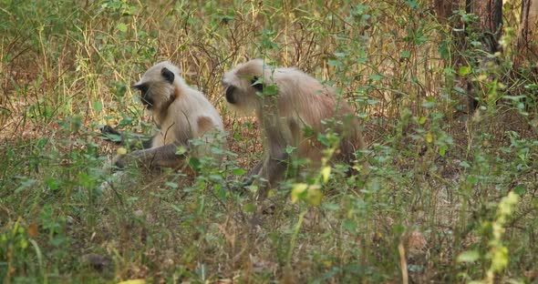 Two Indian Common Gray Langurs or Hanuman Langurs Monkeys Eating in Ranthambore National Park