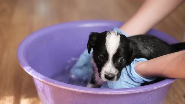 Female Vet Bathes a Small Dog Black and White Coloring