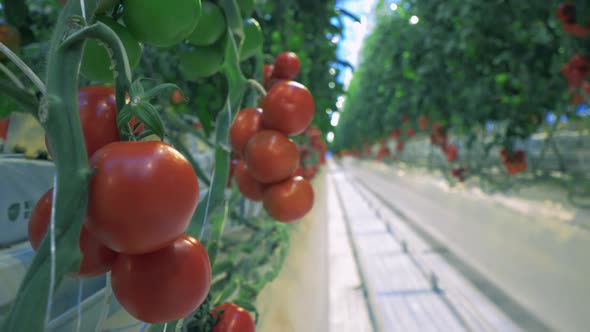 Red Tomatoes Hanging on Branches in Greenhouse