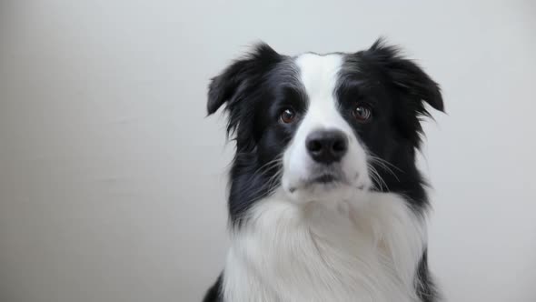 Funny Portrait of Cute Puppy Dog Border Collie Isolated on White Background