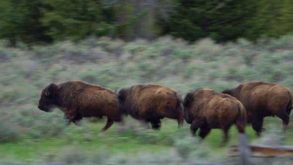 Bison herd running through the landscape