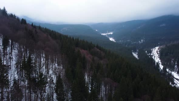 Winter forest in the mountains. spruce trees. 4k drone footage.