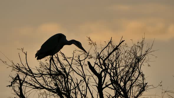 Grey heron, Ardea cinerea, Camargue, France