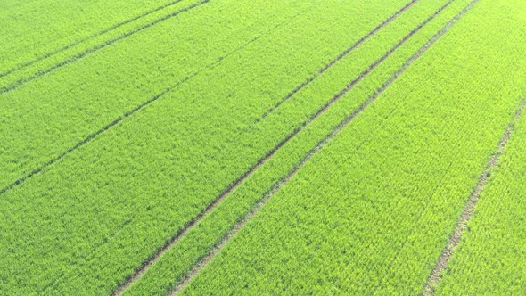 Green wheat field after spraying with pesticides 4K drone video