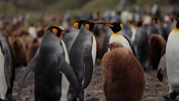 King Penguins On South Georgia Island