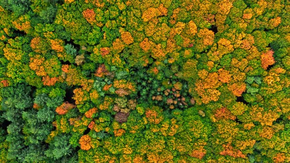 Top down view of forest in the autumn.